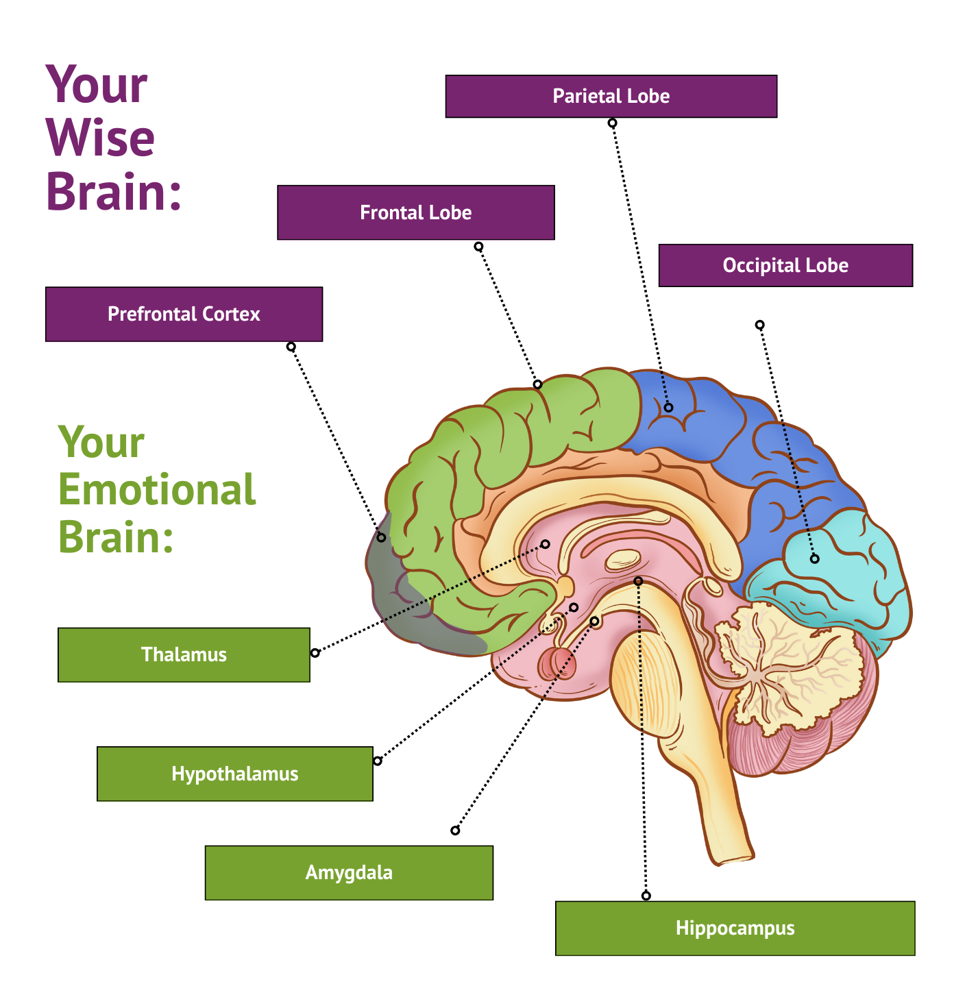 The Prefrontal Cortex vs the Limbic System Brain Diagram for Executive Function Awareness