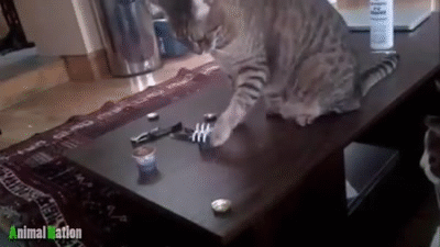 Cat pushing things off a table GIF